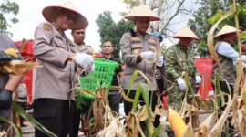 Polsek dan Polres Kampar Sedang Panen Jagung Bersama Warga Ranah Singkuang (Dok.GNews86)