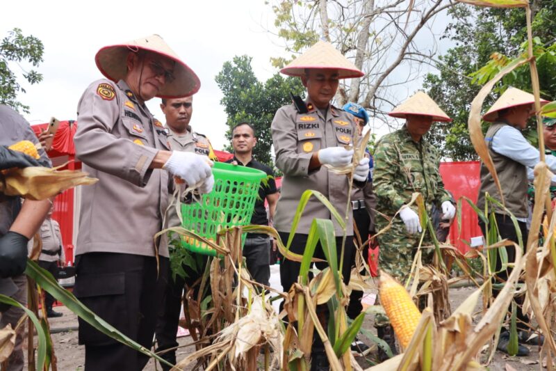 Polsek dan Polres Kampar Sedang Panen Jagung Bersama Warga Ranah Singkuang (Dok.GNews86)