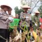 Polsek dan Polres Kampar Sedang Panen Jagung Bersama Warga Ranah Singkuang (Dok.GNews86)