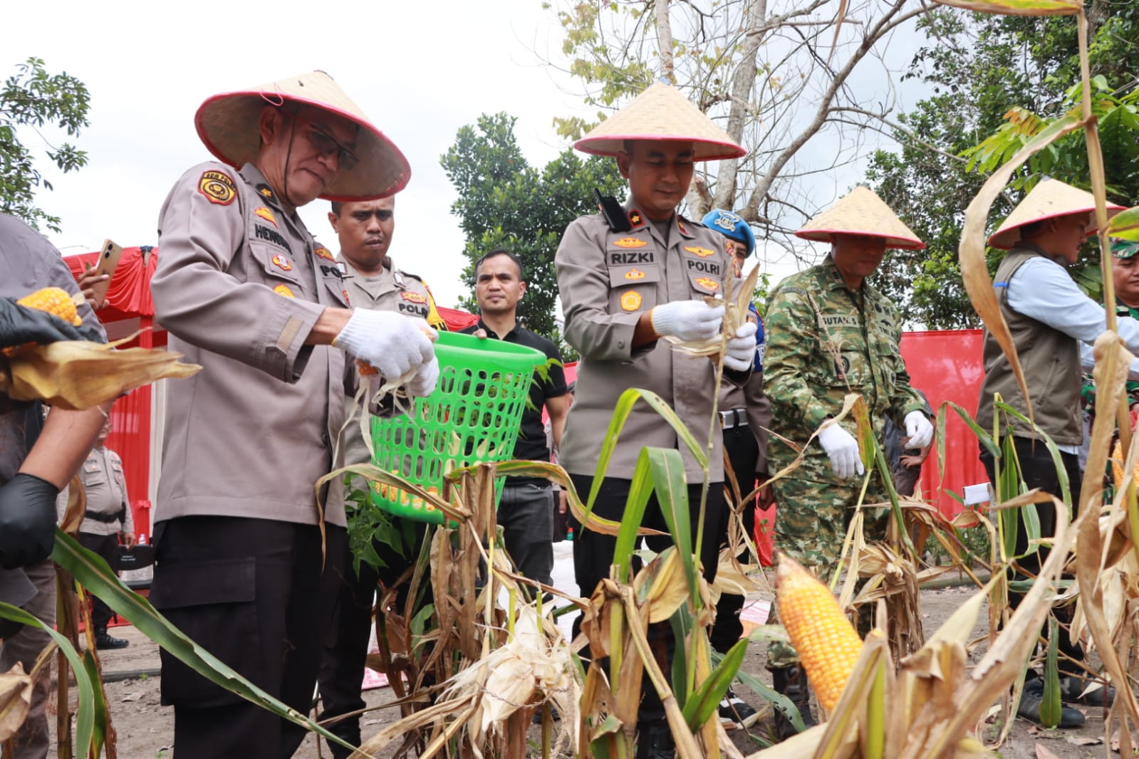 Polsek dan Polres Kampar Panen Jagung Bersama Warga Ranah Singkuang Polsek dan Polres Kampar Panen Jagung Bersama Warga Ranah Singkuang