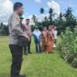 Kapolsek Cerenti IPTU Peri Padli memimpin langsung peninjauan dan pengecekan lahan pertanian seluas 6 hektare (60.000 meter persegi) yang tersebar di enam desa di Kecamatan Cerenti, Kabupaten Kuantan Singingi (Kuansing), Riau (Dok.Eki/GNews86)