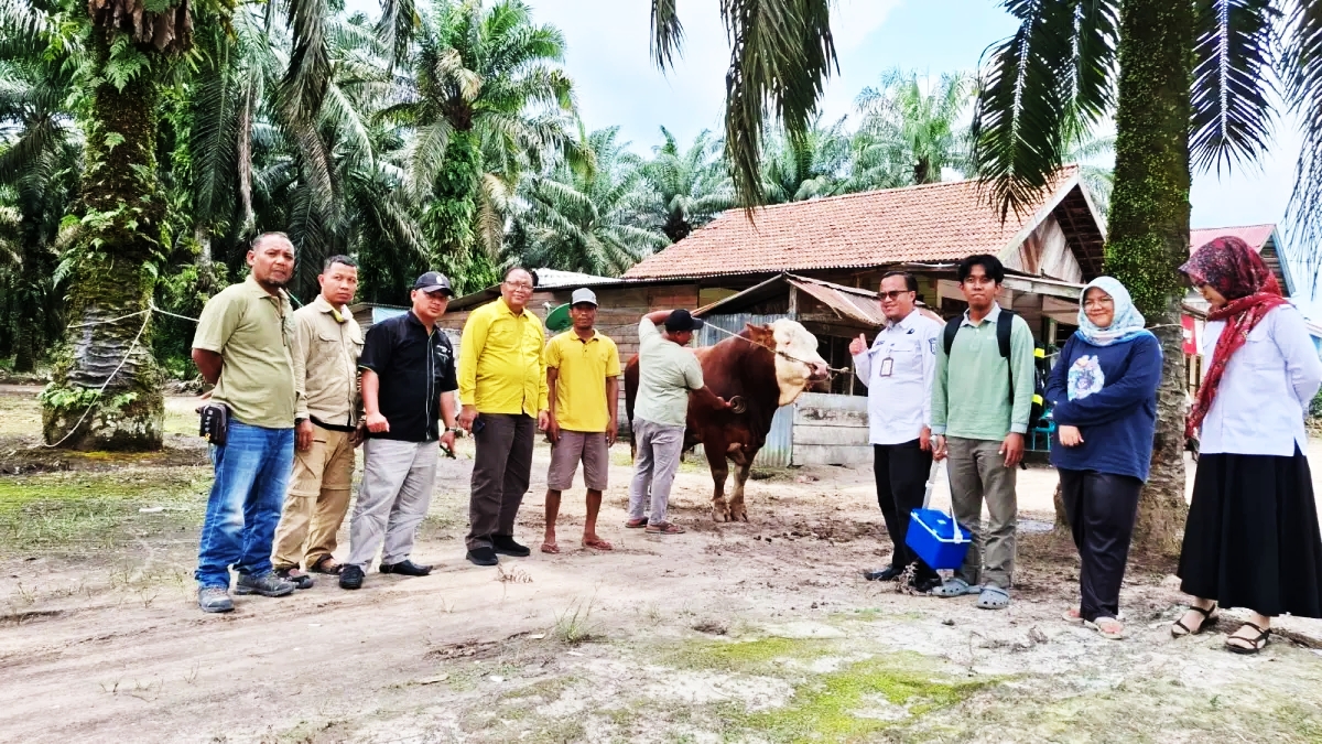 Dua Sapi Simental asal Inhu Terpilih Menjadi Hewan Kurban Presiden 2026